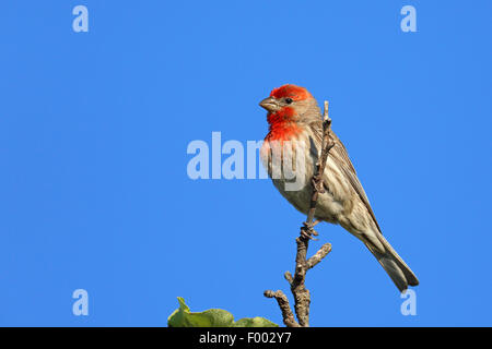 House Finch (Carpodacus mexicanus), maschile seduto su una boccola, Canada Vancouver Island, Victoria Foto Stock