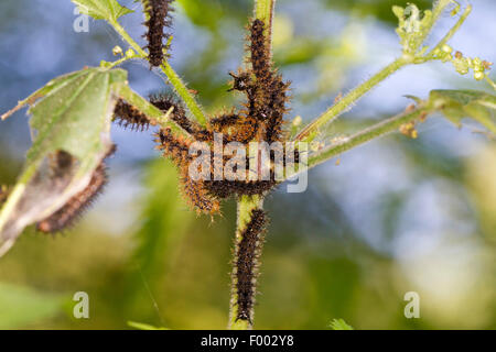 Mappa Butterfly (Araschnia levana), varie mappa butterfly bruchi su un ortica, Germania, Meclemburgo-Pomerania Occidentale Foto Stock