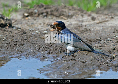 Barn swallow (Hirundo rustica), la raccolta di materiale di nidificazione in una pozza, Germania, Meclemburgo-Pomerania Occidentale Foto Stock