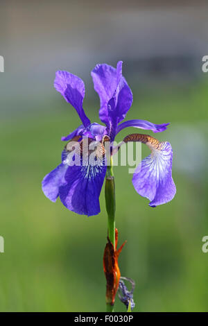 Fleur de Lis (Iris spec.), fiore di un diaframma ad iride, Canada Vancouver Island, Mount Washington, Courtenay Foto Stock