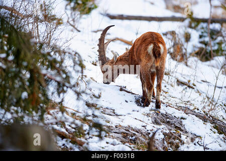 Stambecco delle Alpi (Capra ibex, Capra ibex ibex), l'avanzamento nella neve, Austria, la Stiria Foto Stock