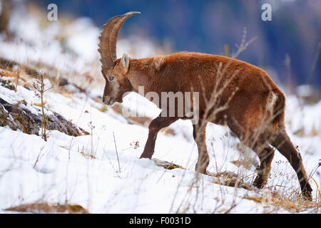 Stambecco delle Alpi (Capra ibex, Capra ibex ibex), l'avanzamento nella neve, Austria, la Stiria Foto Stock