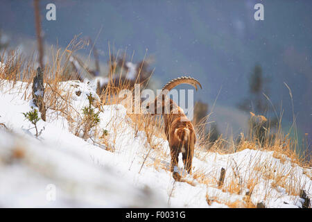 Stambecco delle Alpi (Capra ibex, Capra ibex ibex), l'avanzamento nella neve, Austria, la Stiria Foto Stock