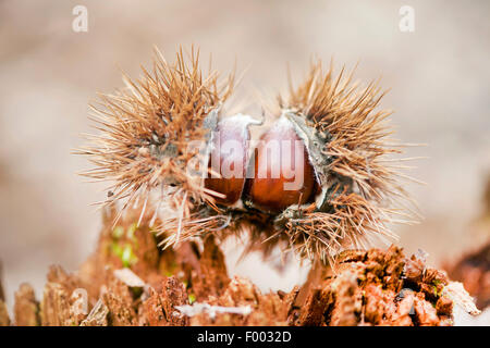 Castagno, dolce castagno (Castanea sativa), castagne nella buccia sull'grpund, Austria, la Stiria Foto Stock