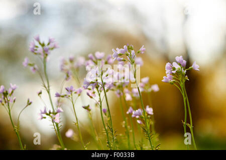 Bog Rosa, fiore di cuculo, Lady's Smock, Milkmaids (cardamine pratensis), fioritura, in Germania, in Baviera Foto Stock
