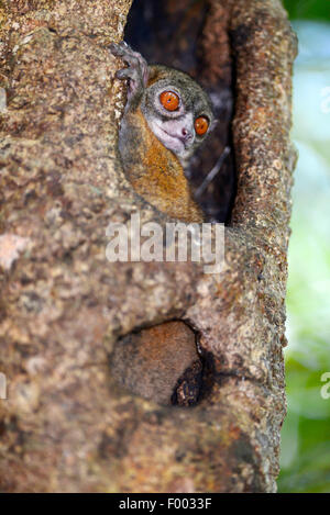 Grigio-backed lemure sportive, Grigio del lemure sportive, torna a strisce lemure sportive (Lepilemur dorsalis), in un albero cavo tronco, Madagascar, Nosy Be, Lokobe Reserva Foto Stock