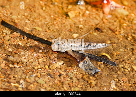 Mudskippers, mudhoppers, arrampicata-pesci (Periophthalmus spec.), presso le coste del Madagascar, Madagascar, Nosy Be, Lokobe Reserva Foto Stock
