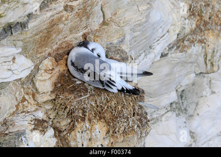 I capretti zampe nere Kittiwake dormire su un nido Foto Stock