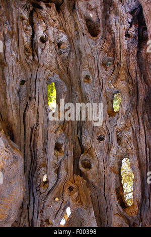 Albero di olivo (Olea europaea ssp. sativa), old holey tronco di un albero di olivo, Italia, Sicilia Foto Stock