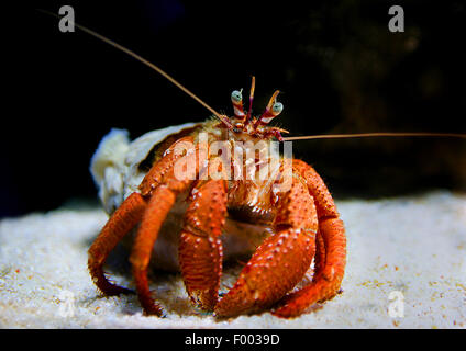 Parasit anemone granchio eremita (Dardano pedunculatus), vista frontale, Indonesia Foto Stock