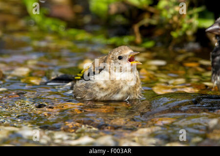 Eurasian cardellino (Carduelis carduelis), bere i capretti in brook, Germania, Meclemburgo-Pomerania Occidentale Foto Stock