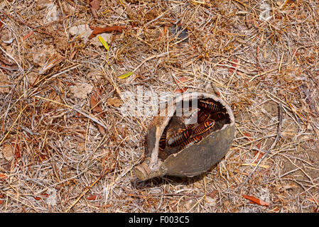 Madagascar gigante scarafaggio sibilante (Princisia spec.), strisciare in una noce di cocco, Madagascar, Nosy Be, Lokobe Reserva Foto Stock