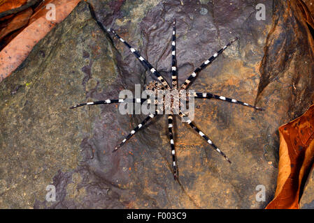 Zebra spider (Viridasius spec.), su una roccia, Madagascar, Nosy Be, Lokobe Reserva Foto Stock