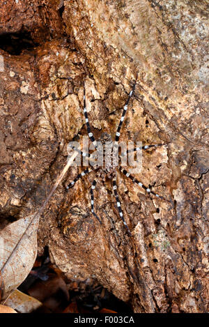 Zebra spider (Viridasius spec.), su una roccia, Madagascar, Nosy Be, Lokobe Reserva Foto Stock