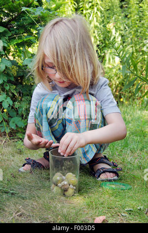 Ragazzo raccoglieva lumache in una lente di ingrandimento, Germania Foto Stock