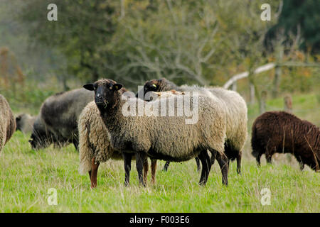 Coarsewool Pomerania (Ovis ammon f. aries), allevamento su un pascolo, Germania, Bassa Sassonia Foto Stock
