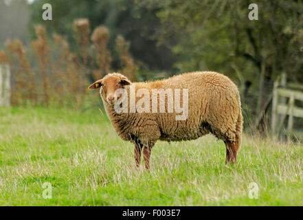 Coburg fox pecore (Ovis ammon f. aries), pecore in un pascolo, Germania, Bassa Sassonia Foto Stock
