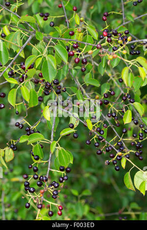 Profumato ciliegia, St Lucie ciliegia, amarene ciliegio (Prunus amarene, Cerasus amarene), rami fruttiferi, Germania Foto Stock