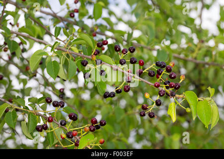 Profumato ciliegia, St Lucie ciliegia, amarene ciliegio (Prunus amarene, Cerasus amarene), rami fruttiferi, Germania Foto Stock