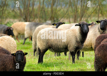 Coarsewool Pomerania (Ovis ammon f. aries), allevamento su un pascolo, Germania, Bassa Sassonia Foto Stock