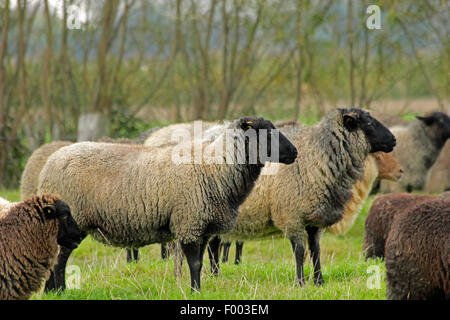 Coarsewool Pomerania (Ovis ammon f. aries), allevamento su un pascolo, Germania, Bassa Sassonia Foto Stock