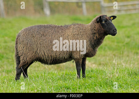 Coarsewool Pomerania (Ovis ammon f. aries), pecore in un pascolo, Germania, Bassa Sassonia Foto Stock