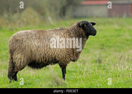 Coarsewool Pomerania (Ovis ammon f. aries), pecore in un pascolo, Germania, Bassa Sassonia Foto Stock