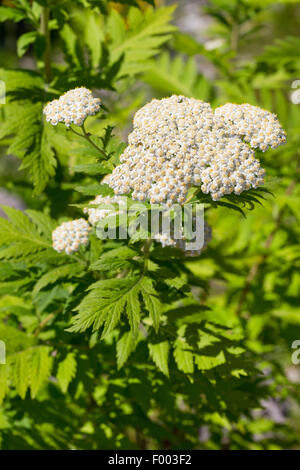 Radiati Tansy (Tanacetum macrophyllum), fioritura Foto Stock