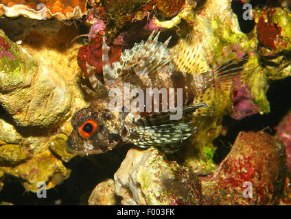 Hawaiian leone (Dendrochirus barberi), nuoto, Hawaii Foto Stock