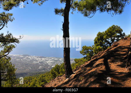 In canarie pine (Pinus canariensis), il percorso escursionistico e pino delle Canarie, Isole Canarie La Palma Foto Stock