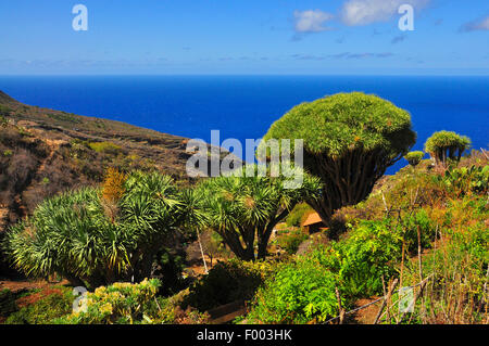 Drago di strappo il sangue, Draegon Tree, Isole Canarie Dragon Tree, Drago (Dracaena draco), Draegon Alberi di fronte a mare Isole Canarie La Palma Foto Stock