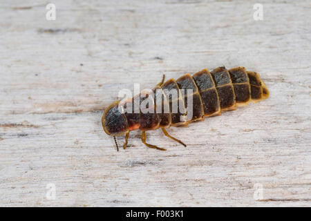 Delle lucciole, glow worm, grande Europeo glow worm beetle (Lampyris noctiluca), femmina, Germania Foto Stock