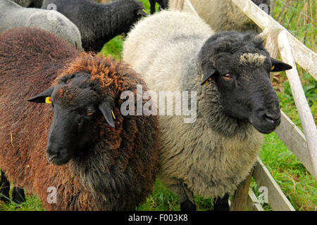 Coarsewool Pomerania (Ovis ammon f. ariete), giovani arieti su un pascolo, Germania, Bassa Sassonia Foto Stock