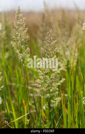 Il legno piccolo-reed, feathertop (Calamagrostis epigejos), infiorescenze, Germania Foto Stock