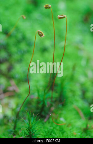 Cap moss (Polytrichum spec.), la capsula, in Germania, in Baviera, Alta Baviera, Baviera superiore Foto Stock