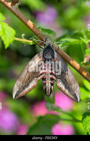 Ligustro hawkmoth (Sphinx ligustri), in corrispondenza di un ramoscello, Germania Foto Stock