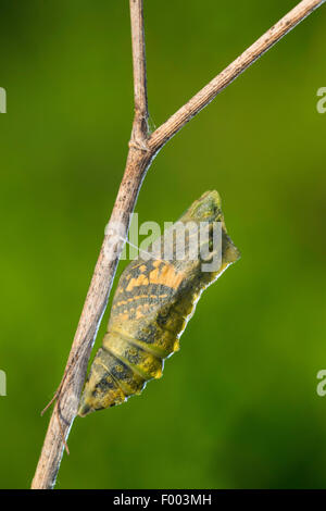 Coda forcuta (Papilio machaon), pupa sull orlo della schiusa, butterfly brilla attraverso, Germania Foto Stock