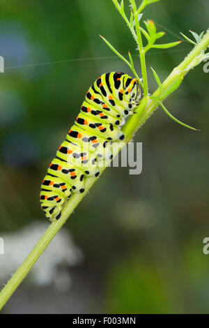 Coda forcuta (Papilio machaon), Caterpillar feed su Daucus carota, Germania Foto Stock