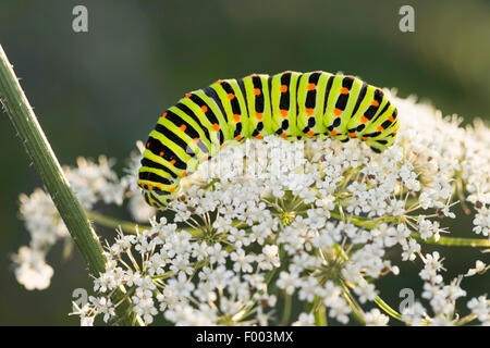 Coda forcuta (Papilio machaon), Caterpillar feed su Daucus carota, Germania Foto Stock