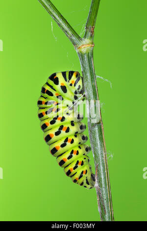 Coda forcuta (Papilio machaon), Caterpillar inizia pupation, Germania Foto Stock