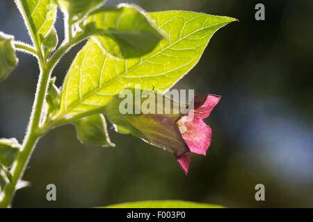 La mortale Nightshade (Atropa bella-donna, atropa belladonna), fiore, Germania Foto Stock