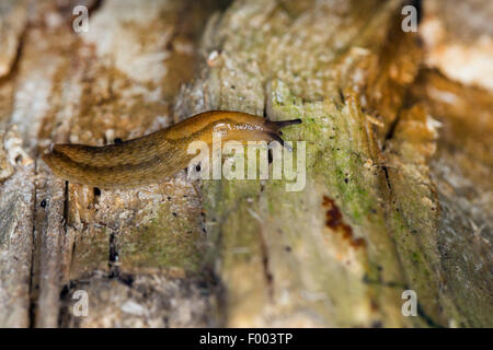 Dusky slug, dusky arion (Arion subfuscus), su deadwood, Germania Foto Stock