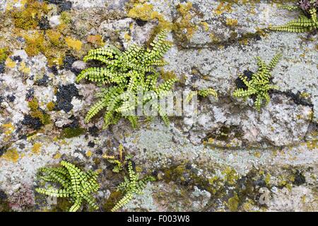 Maidenhair spleenwort, maidenhair comune (Asplenium trichomanes), su una parete, Germania Foto Stock