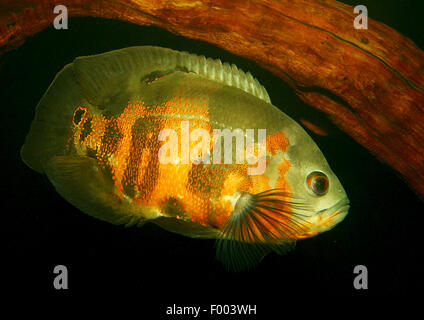 Oscar Oscar cichlid, velluto cichlid (Astronotus ocellatus), nuoto Foto Stock