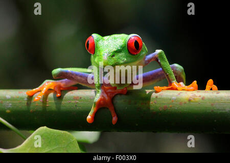 Red-eyed treefrog, redeyed treefrog, redeye treefrog, occhi rossi treefrog, con gli occhi rossi (rana Agalychnis callidryas), su un ramo Foto Stock