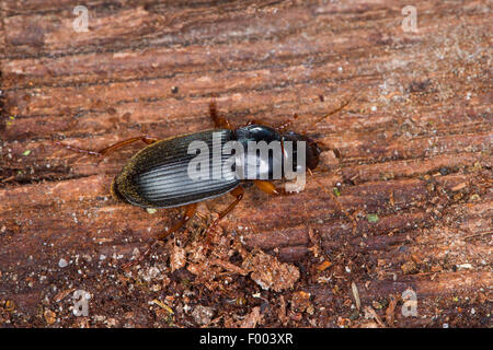 Seme di fragola Beetle (Harpalus rufipes, Pseudoophonus rufipes, Pseudophonus rufipes, Harpalus pubescens), su deadwood, Germania Foto Stock