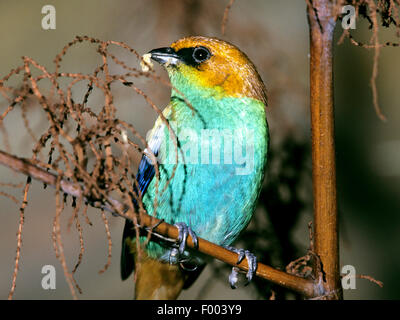 Bay-guidato tanager (Tangara gyrola), femmina Foto Stock