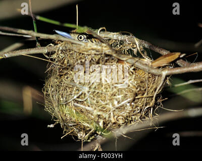 Bloccate antshrike (Thamnophilus doliatus), nel suo nido Foto Stock