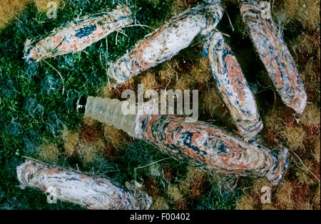 Caso-cuscinetto falena vestiti, caso tappeto del cuscinetto, caso creare vestiti Tarma (tinea pellionella, Tinea pelliomella, Phalaena pellionella), larve Foto Stock