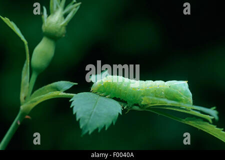 Il rame Underwing, Humped Fruitworm verde, piramidale Fruitworm verde (Amphipyra pyramidea) su uno stelo